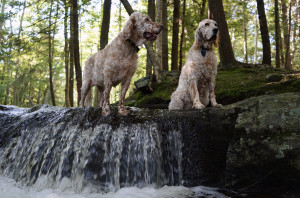 Ducky, left, and Vicky cool their paws on a stream at Robinson Woods in Cape Elizabeth, Maine, during one of our many walks there.