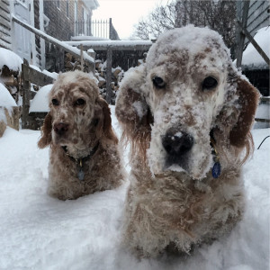 Vicky, right, was very unhappy with the first Jan. 27 blizzard of 2015 here in Portland, Maine. She fell down the stairs face first into the snow. Ducky was more ho-hum about the whole thing.