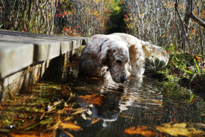 Vicky stepped off the footbridge to get a drink from the brook in this Oct. 26, 2014, photo at Robinson Woods in Cape Elizabeth, Maine.
