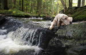Vicky was overheated from our walk and decided to talk a brief nap on the waterfall's edge during our walk on Sept. 1, 2014, at Robinson Woods in Cape Elizabeth, Maine.